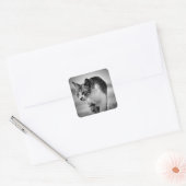 stickers van katten zoeken (Envelop)