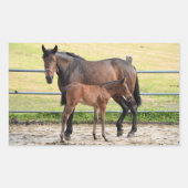 Stickers van paarden (Voorkant)