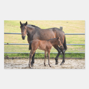 Stickers van paarden