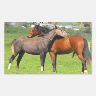 Stickers van paarden