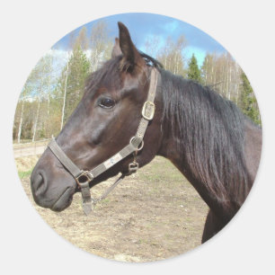 Stickers van paarden