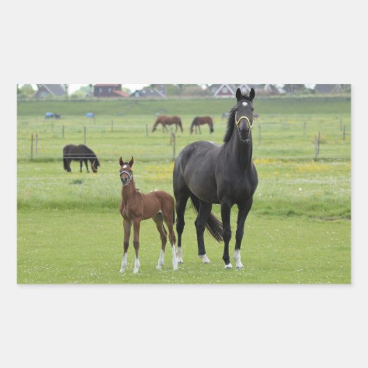 Stickers van paarden (Voorkant)