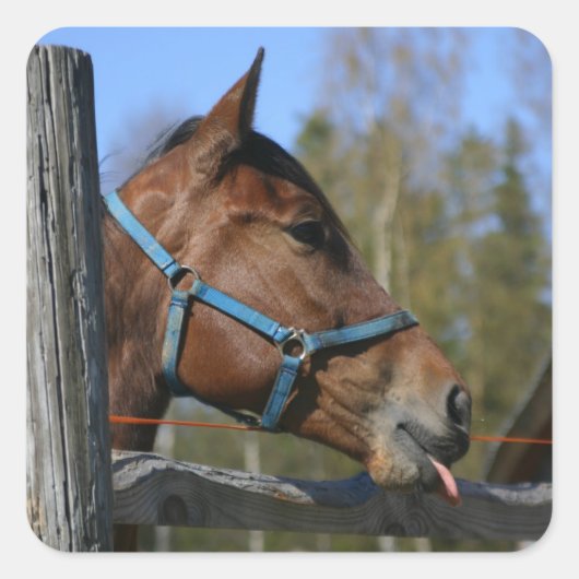 Stickers van paarden (Voorkant)