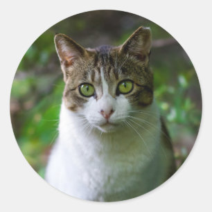 stickers van tuinkatten