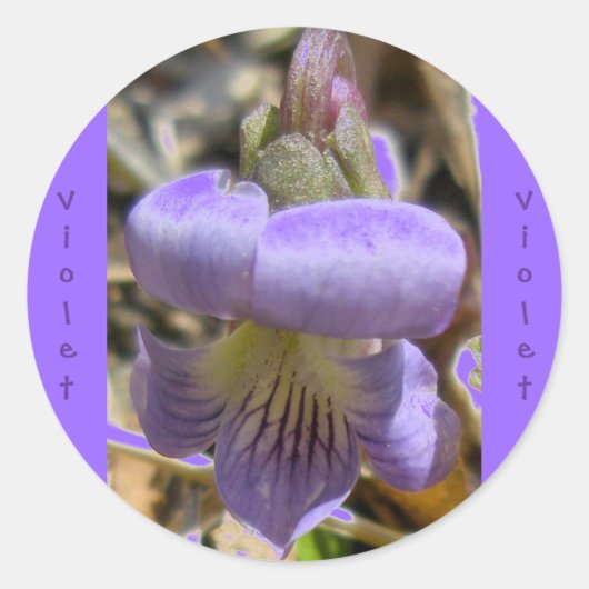 Stickers Violet #1 (Devant)