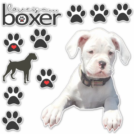 Stickers voiture chien de boxe blanche amusant (Devant)