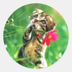 Stickers voor het vormen van keukens