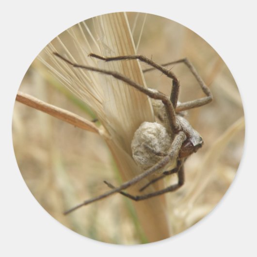 Stickers voor spin- en eiersac (Voorkant)