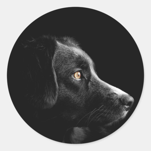 stickers voor zwarte labrador (Voorkant)
