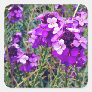 Stickers Wallflower Bowles Mauve #1