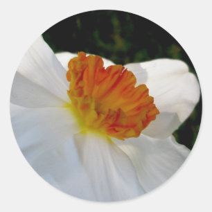 Stickers White Orange Narcisse