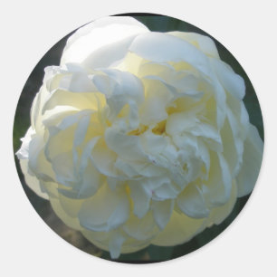 Stickers White Peony