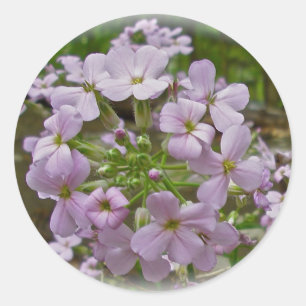 Stickers Wild Phlox