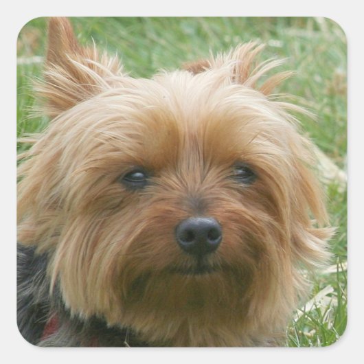 Stickers Yorkshire Terrier (Devant)