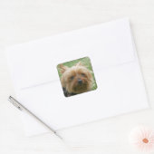Stickers Yorkshire Terrier (Enveloppe)