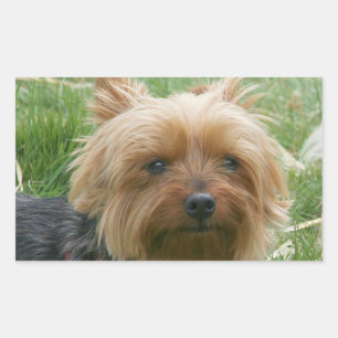 Stickers Yorkshire Terrier