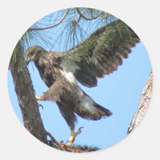Stickers Young Eagle yoga stretch (Devant)