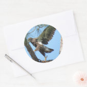 Stickers Young Eagle yoga stretch (Enveloppe)