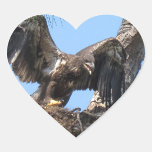 Stickers Young Florida Bald Eagle