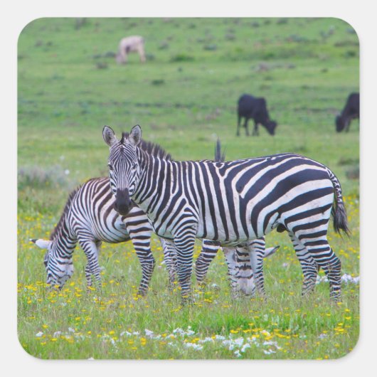 Stickers Zebra Tanzanie (Devant)