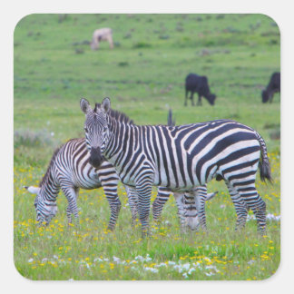 Stickers Zebra Tanzanie