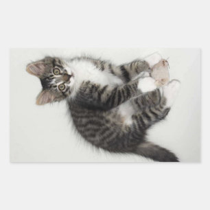 Stickers Zorro et sa souris