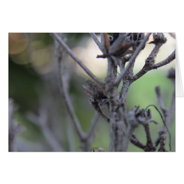 Sticks d'été du 30 avril (Devant horizontal)