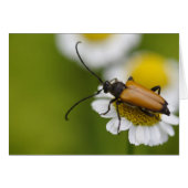 Stictoléptura rubra (Devant horizontal)