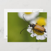 Stictoleptura rubra briefkaart (Voorkant / Achterkant)