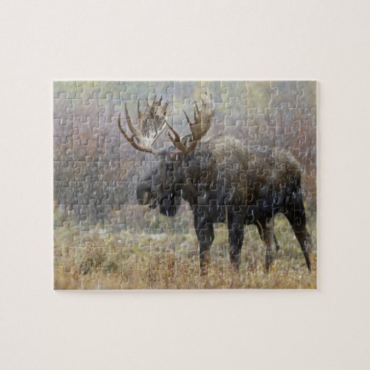 Stier eland in sneeuwstorm met espenbomen legpuzzel (Horizontaal)