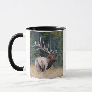 Stier Rocky Mountain Elk Mok