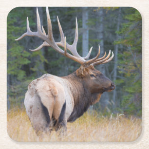 Stier Rocky Mountain-wapiti Vierkante Kartonnen Onderzetter