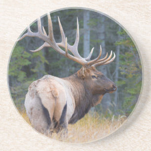 Stier Rocky Mountain-wapiti Zandsteen Onderzetter