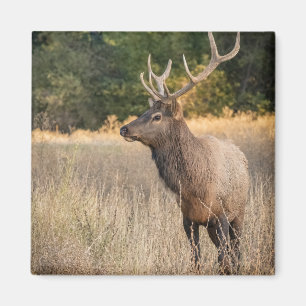Stier Roosevelt-eland in gras Staat Washington Magneet