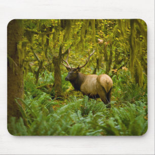 Stier Roosevelt-eland Muismat