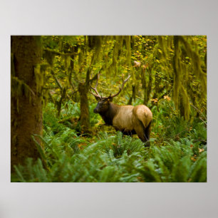 Stier Roosevelt-eland Poster