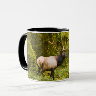 Stier Roosevelt-eland staand in weide Mok