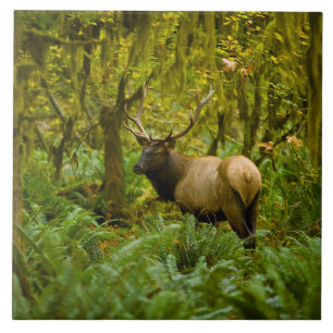 Stier Roosevelt-eland Tegeltje