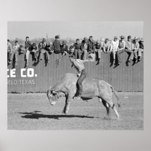 Stierenrijder op rodeo, 1940. Oorspronkelijke foto Poster