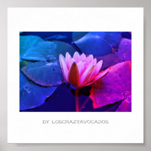 Stierenroze waterlelliggend Poster Planten