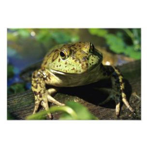 Stierkikker. Foto Afdruk