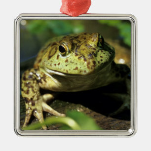 Stierkikker. Metalen Ornament