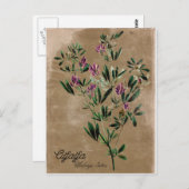  stijl Alfalfa Briefkaart (Voorkant / Achterkant)