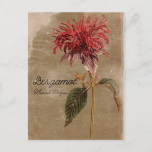  stijl Bergamot Plant ventilator Briefkaart