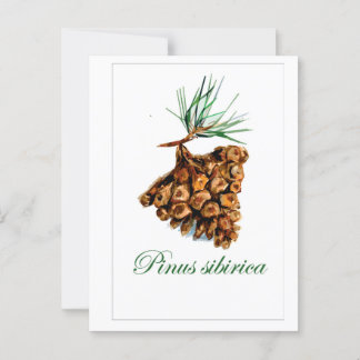 stijl bos Briefkaart - Pinus Sibirica
