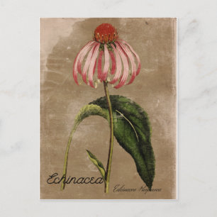  Stijl Echinacea Briefkaart