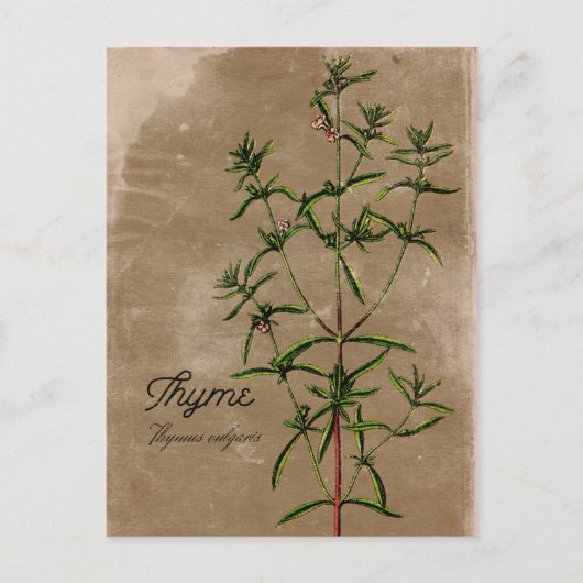  stijl Thyme Herb Briefkaart (Voorkant)