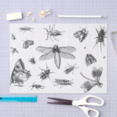 Stijl zwart-wit Insect Collage, Pt 1 Tissuepapier (Craft)