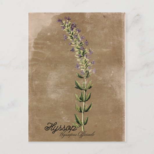  Stijlhyssop-Briefkaart Briefkaart (Voorkant)