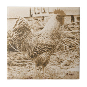 stijlrooster foto tegeltje